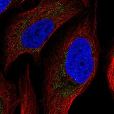 Immunocytochemistry/ Immunofluorescence: ATP5F1 Antibody [NBP2-49255]