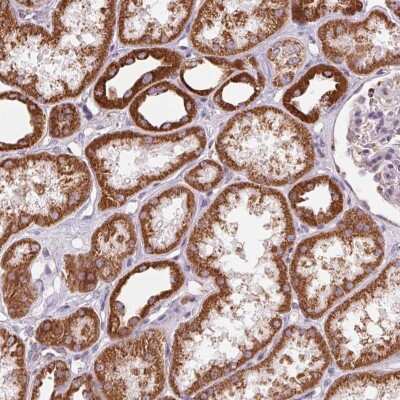 Immunohistochemistry-Paraffin: ATP5F1 Antibody [NBP2-49255]