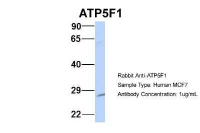 Western Blot: ATP5F1 Antibody [NBP1-54702]