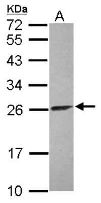 Western Blot: ATP5F1 Antibody [NBP2-15513]