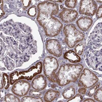 Immunohistochemistry-Paraffin: ATP5J2 Antibody [NBP2-57465]