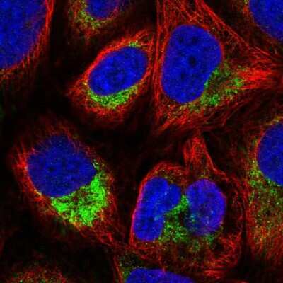 Immunocytochemistry/ Immunofluorescence: ATP5L Antibody [NBP2-14332]