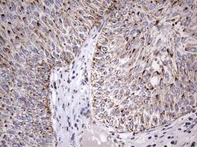 Immunohistochemistry: ATP5O Antibody (OTI2E9) [NBP2-46555]