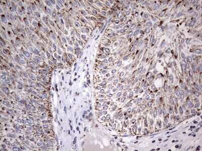 Immunohistochemistry: ATP5O Antibody (OTI2E9) - Azide and BSA Free [NBP2-70239]