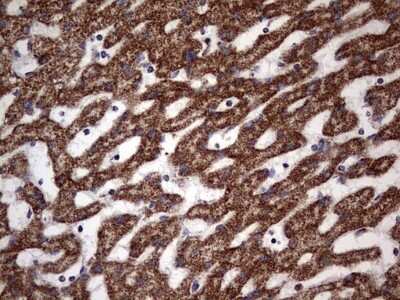 Immunohistochemistry: ATP5O Antibody (OTI2E9) - Azide and BSA Free [NBP2-70239]