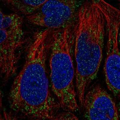 Immunocytochemistry/ Immunofluorescence: ATP5SL Antibody [NBP2-14509]