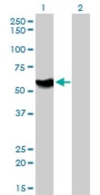 Western Blot: ATP6AP1 Antibody (3A2) [H00000537-M01]