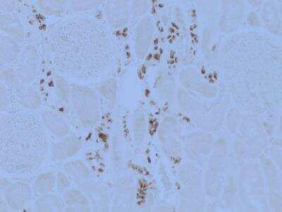 Immunohistochemistry-Paraffin: ATP6V0D2 Antibody [NBP2-31600]