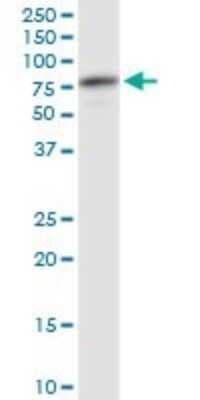 Western Blot: ATP6V1A Antibody (4F5) [H00000523-M02]