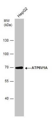 Western Blot: ATP6V1A Antibody (GT1561) [NBP3-13542]