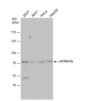 Western Blot: ATP6V1A Antibody [NBP1-33021]