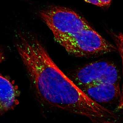 Immunocytochemistry/ Immunofluorescence: ATP6V1B2 Antibody [NBP1-88890]