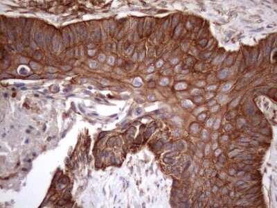 Immunohistochemistry: ATP6V1C2 Antibody (OTI8H4) [NBP2-46556]