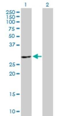 Western Blot: ATP6V1E2 Antibody [H00090423-B01P]