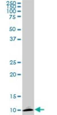 Western Blot: ATP6V1G2 Antibody (2E11) [H00000534-M02]