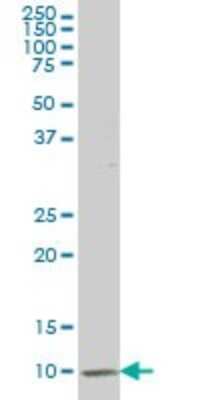 Western Blot: ATP6V1G2 Antibody (2E11) [H00000534-M02]