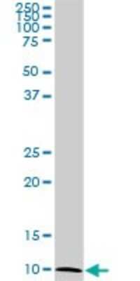 Western Blot: ATP6V1G2 Antibody (2E11) [H00000534-M02]