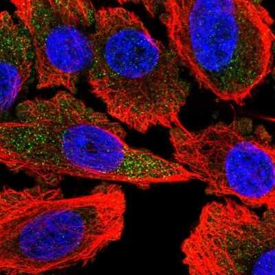 Immunocytochemistry/ Immunofluorescence: ATP8A1 Antibody [NBP2-30403]