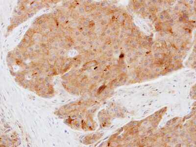 Immunohistochemistry-Paraffin: ATPAF1 Antibody [NBP2-15524]