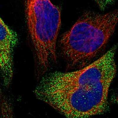 Immunocytochemistry/ Immunofluorescence: ATPAF2 Antibody [NBP1-88885]