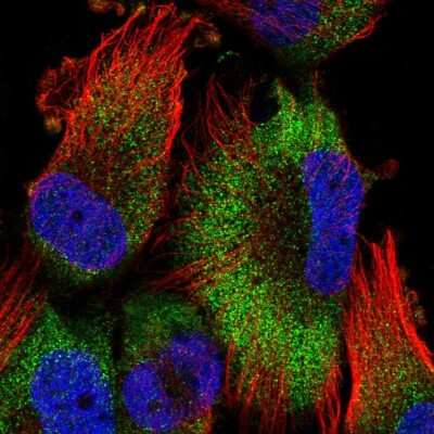 Immunocytochemistry/ Immunofluorescence: ATPAF2 Antibody [NBP2-56882]