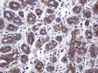 Immunohistochemistry: ATPG Antibody (OTI2H6) [NBP2-45506]