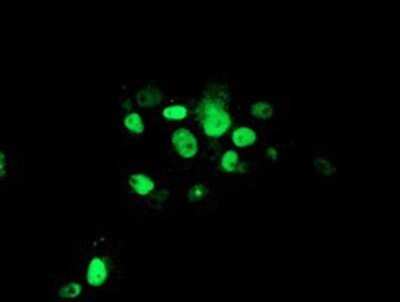 Flow Cytometry: ATRIP Antibody (OTI5E7) - Azide and BSA Free [NBP2-72271]