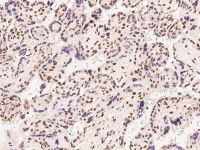 Immunohistochemistry-Paraffin: ATXN7L1 Antibody [NBP2-97598]
