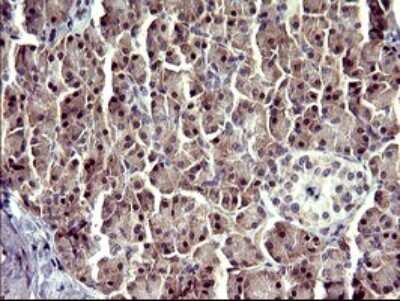 Immunohistochemistry: ATXN7L1 Antibody (OTI4F6) - Azide and BSA Free [NBP2-72464]