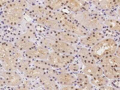 Immunohistochemistry-Paraffin: ATXN7L2 Antibody [NBP2-98179]