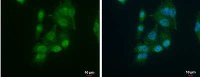 Immunocytochemistry/ Immunofluorescence: AUF1 Antibody [NBP2-15528]