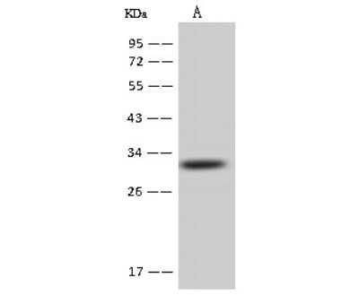Western Blot: AUH Antibody [NBP2-97719]