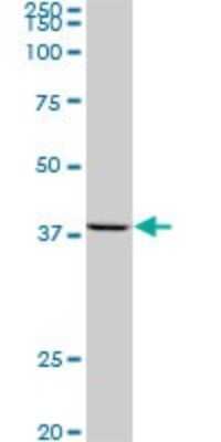 Western Blot: AVEN Antibody (2B10) [H00057099-M08]
