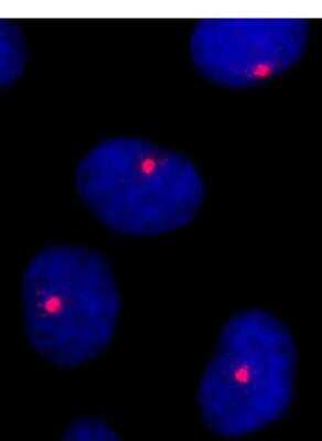 Immunocytochemistry/ Immunofluorescence: AZ1 Antibody [NB100-68227]