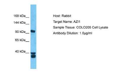 Western Blot: AZ1 Antibody [NBP2-87060]