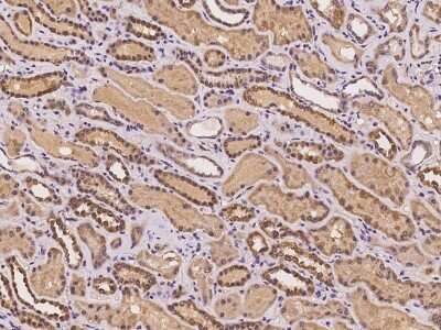 Immunohistochemistry-Paraffin: AZI2 Antibody [NBP2-97191]