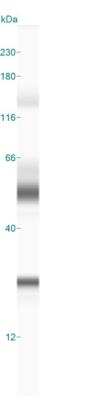 Simple Western: Abhd5 AntibodyBSA Free [NB110-41576]