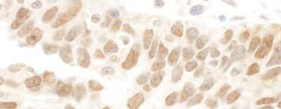 Immunohistochemistry: Abraxas Antibody [NBP1-22978]