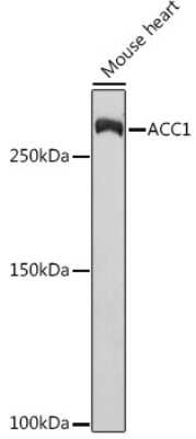 Western Blot: Acetyl-CoA Carboxylase alpha/ACACA Antibody (5J4W7) [NBP3-15744]
