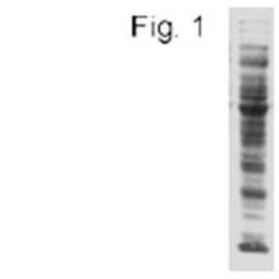 Western Blot: Acetyl-Lysine Antibody (1C6) [NB100-74339]