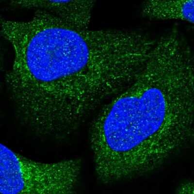 Immunocytochemistry/ Immunofluorescence: Aconitase 1 Antibody [NBP1-87677]