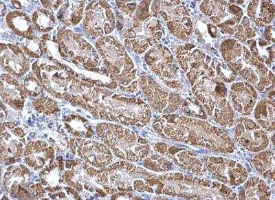 Immunohistochemistry-Paraffin: Aconitase 2 Antibody [NBP2-15245]