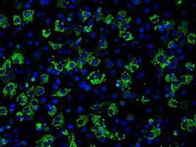 Immunocytochemistry/ Immunofluorescence: Aconitase 2 Antibody (OTI3G8) - Azide and BSA Free [NBP2-70074]