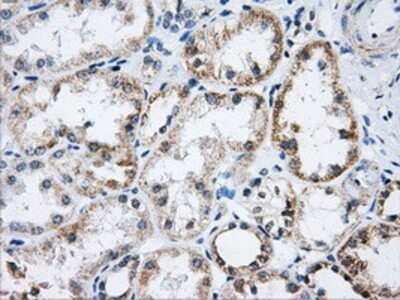 Immunohistochemistry: Aconitase 2 Antibody (OTI3G8) - Azide and BSA Free [NBP2-70074]