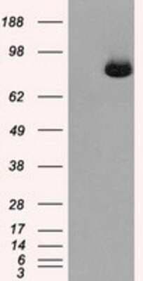 Western Blot: Aconitase 2 Antibody (OTI3G8)Azide and BSA Free [NBP2-70074]