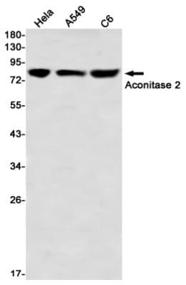 Western Blot: Aconitase 2 Antibody (S07-7A1) [NBP3-19829]