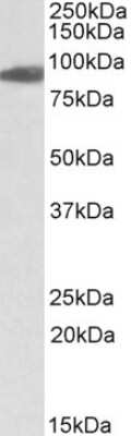 Western Blot: Aconitase 2 Antibody [NBP1-52015]