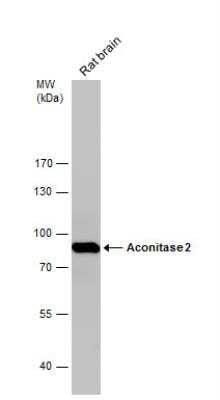 Western Blot: Aconitase 2 Antibody [NBP2-15245]