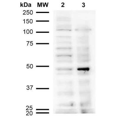 Western Blot: Acrolein Antibody (10A10) [NBP2-59359]