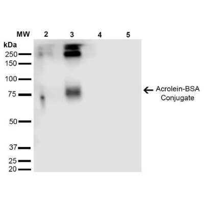 Western Blot: Acrolein Antibody (2H2) [NBP2-59358]